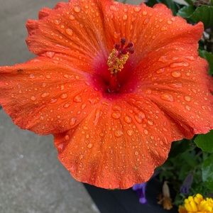 Meet your Posher, Farrah